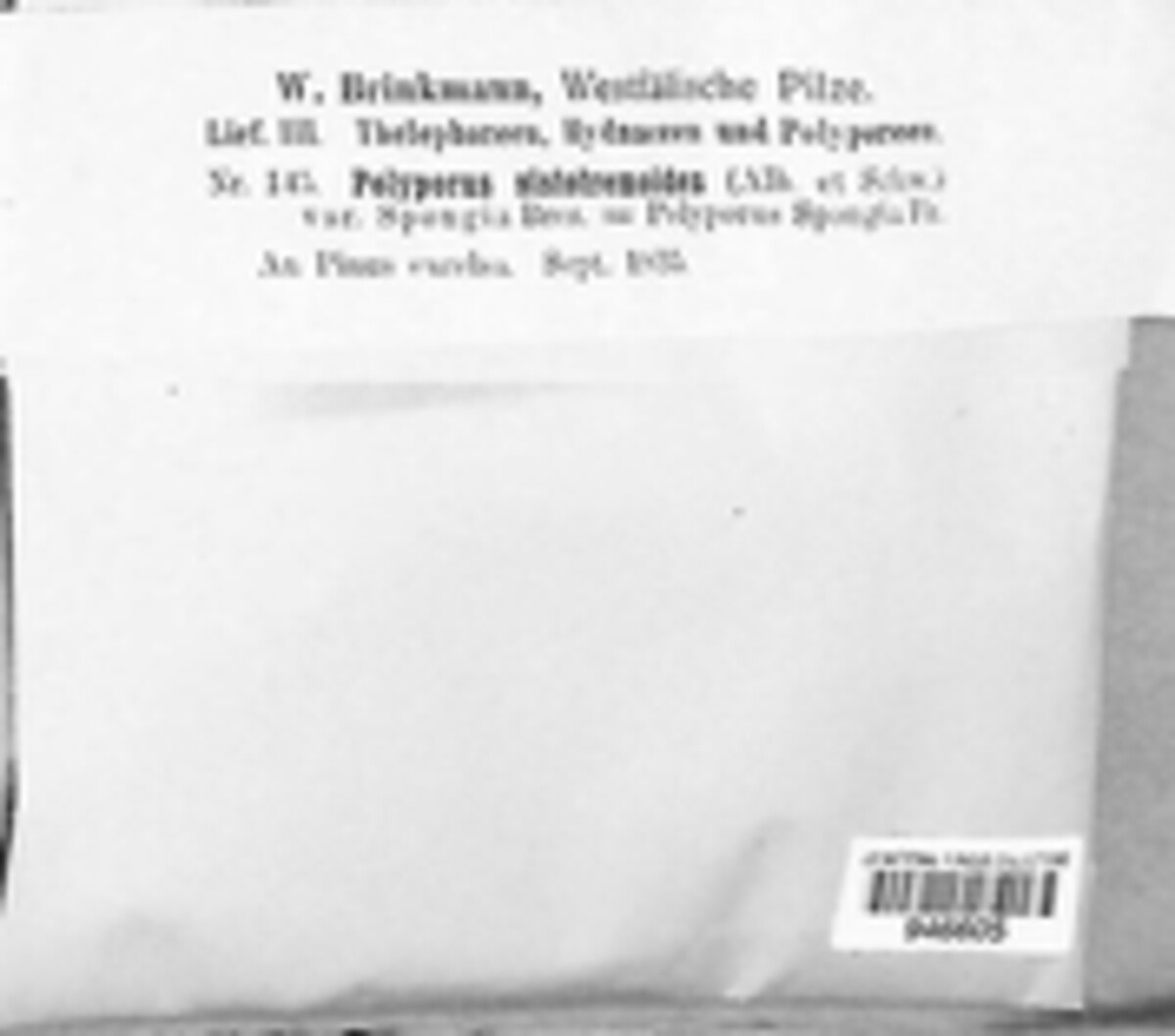 Polyporus sistotremoides image